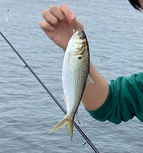 コノシロの釣果