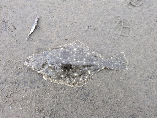 ソゲの釣果