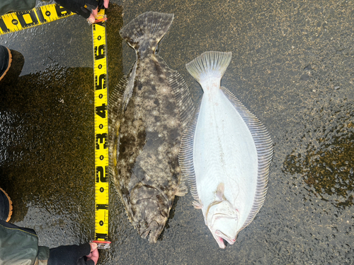 イワシの釣果