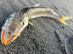 カマスの釣果