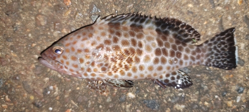 ハタの釣果