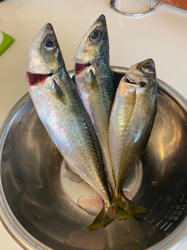 サバの釣果