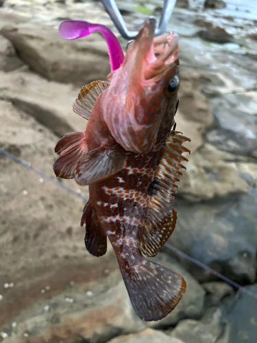 キジハタの釣果