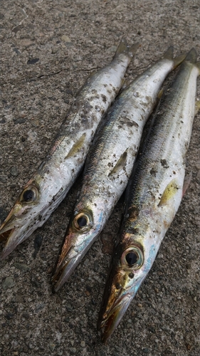 カマスの釣果