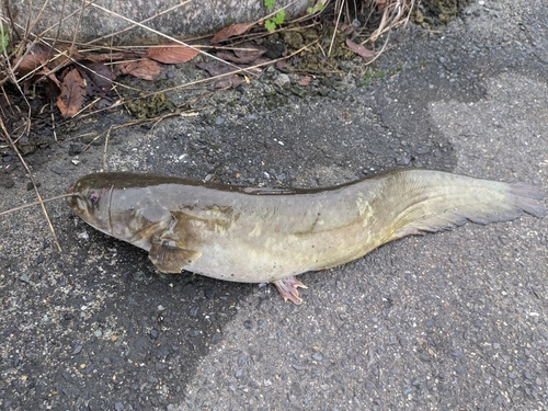 ナマズの釣果