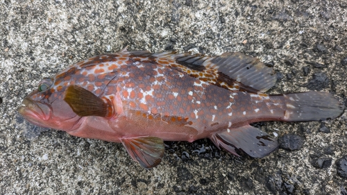 アコウの釣果