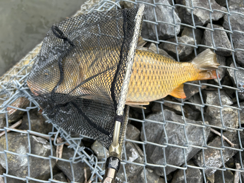 コイの釣果