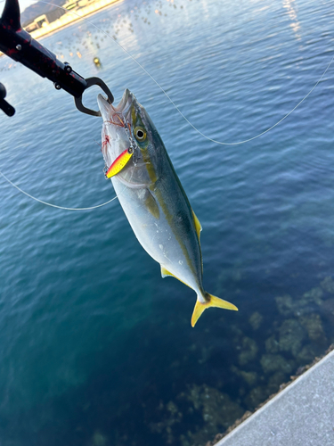 ワカシの釣果