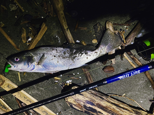 ニベの釣果