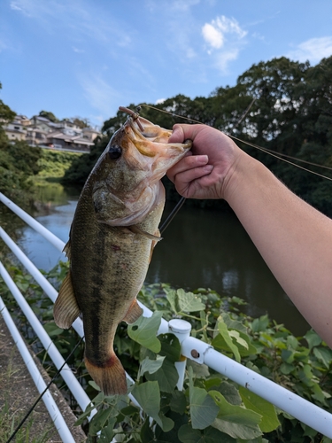 遠賀川