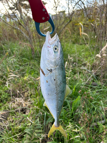 イナダの釣果