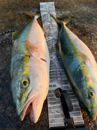 ヒラマサの釣果