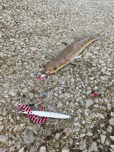 エソの釣果