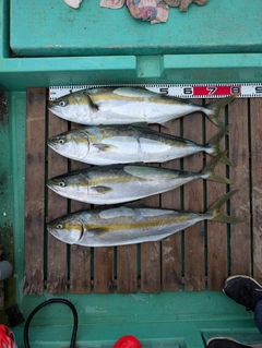 ハマチの釣果