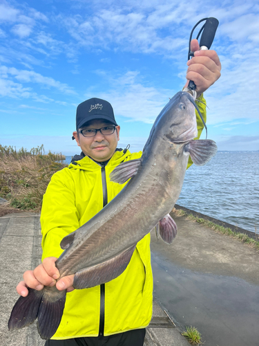 アメリカナマズの釣果