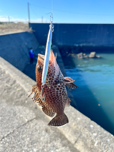 オオモンハタの釣果