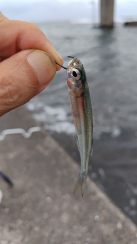 イワシの釣果