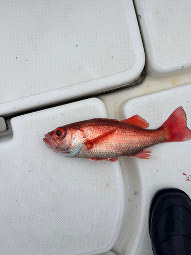 アカムツの釣果