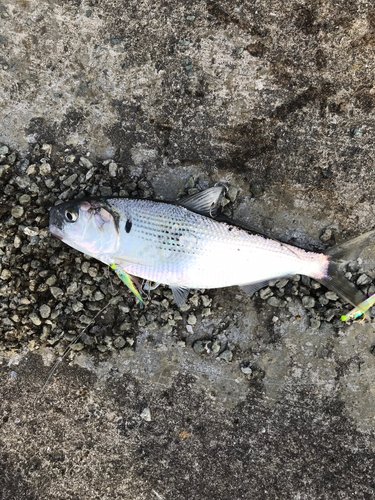 コノシロの釣果