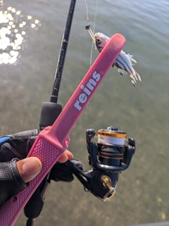 コトヒキの釣果