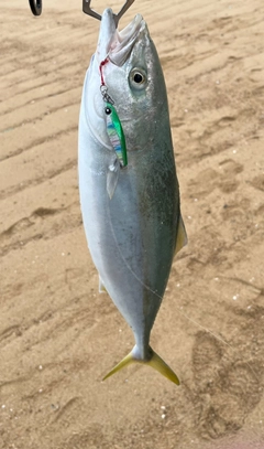 ヤズの釣果