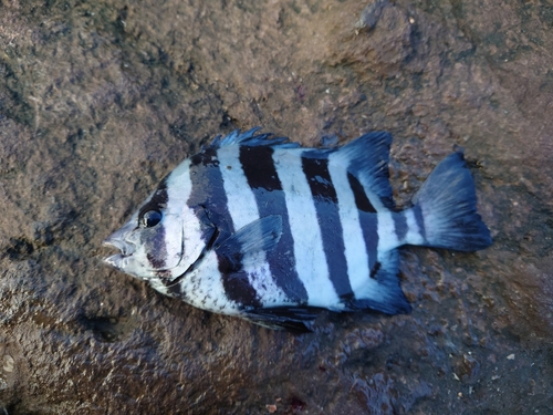 イシダイの釣果