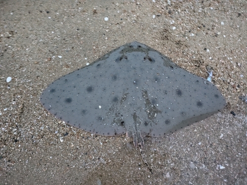 ツバクロエイの釣果