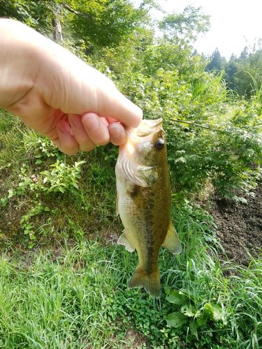 ラージマウスバスの釣果