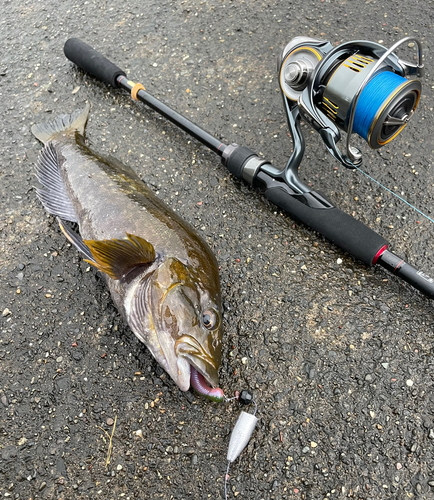 アブラコの釣果