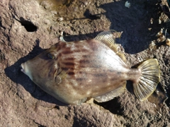 カワハギの釣果