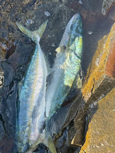 イナダの釣果