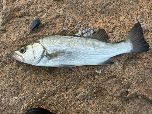 セイゴ（ヒラスズキ）の釣果