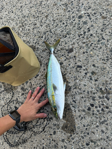 ハマチの釣果