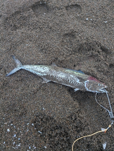 サゴシの釣果