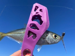 アオアジの釣果