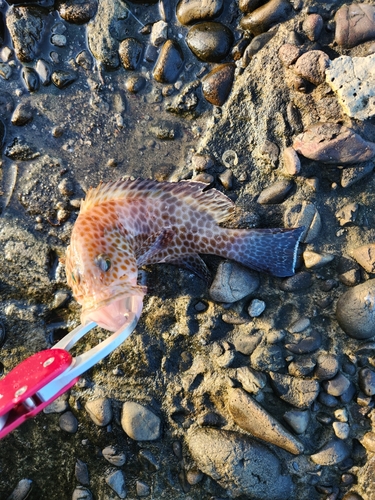 オオモンハタの釣果