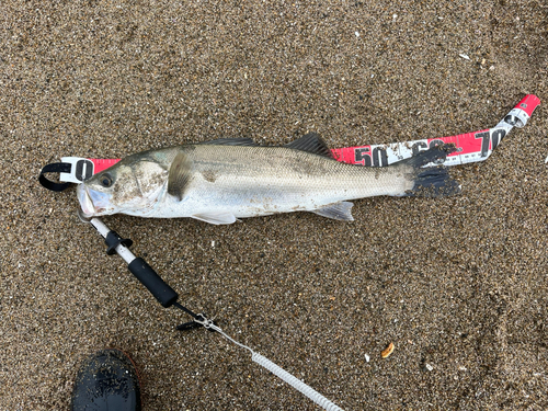 スズキの釣果