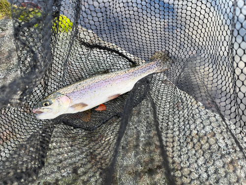 ニジマスの釣果