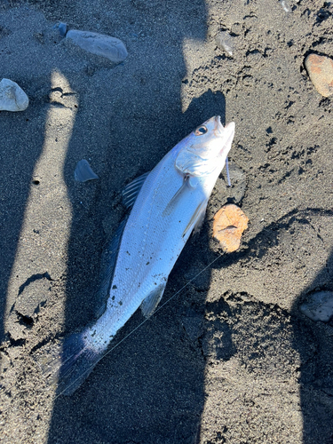 ニベの釣果