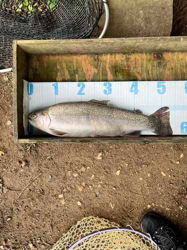 ニジマスの釣果