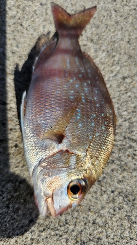 タイの釣果