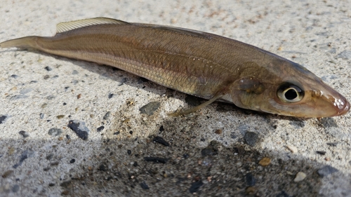 シロギスの釣果