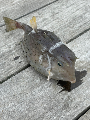 ハコフグの釣果