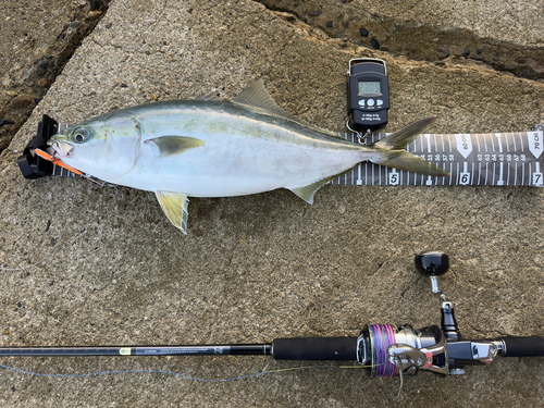 ハマチの釣果