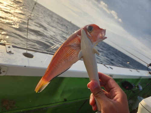 アカアマダイの釣果