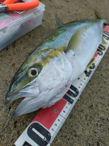 ヒラマサの釣果