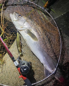 スズキの釣果