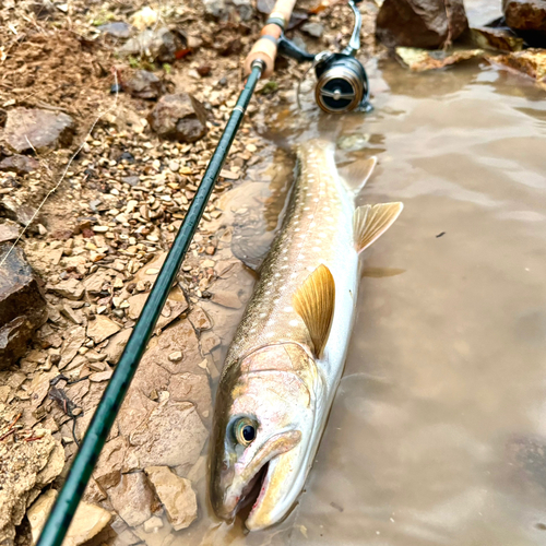 アメマスの釣果