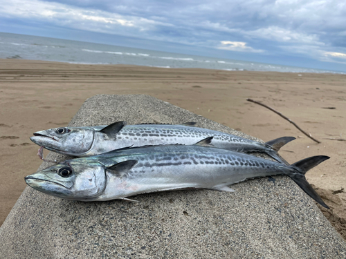 サゴシの釣果