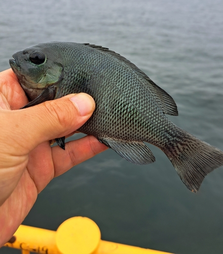 メジナの釣果